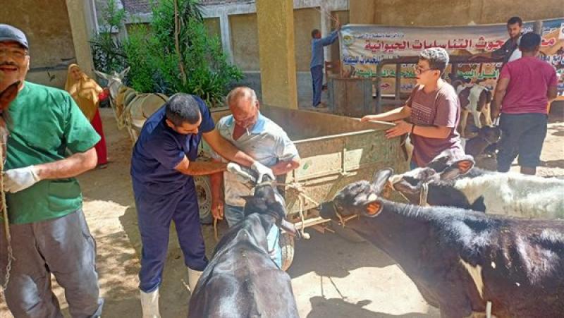 فحص 3 آلاف رأس ماشية مجانا لصغار المربين بالقليوبية