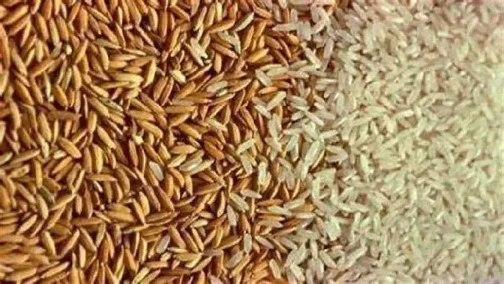 سعر طن الأرز الشعير اليوم الأربعاء 26 فبراير 2025 في السوق