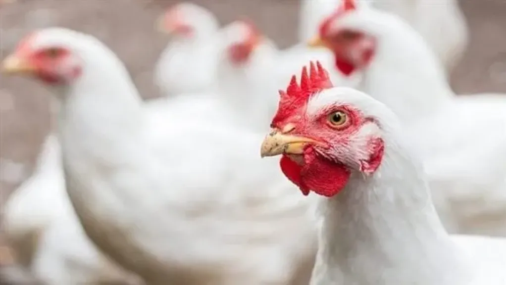 أسعار الدواجن