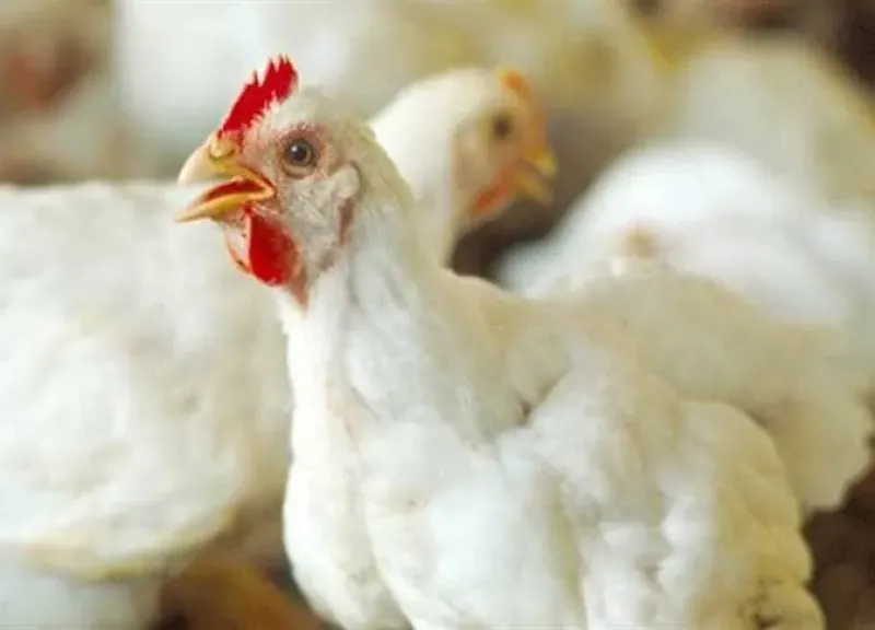 أسعار الفراخ