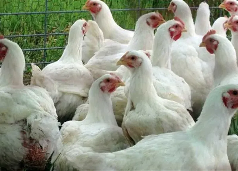 أسعار الدواجن