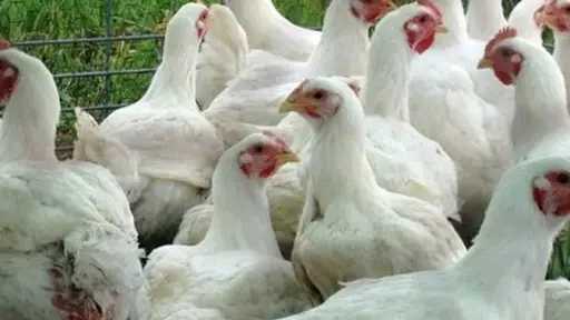 أسعار الدواجن في مصر تتراجع لأدنى مستوى خلال 2025