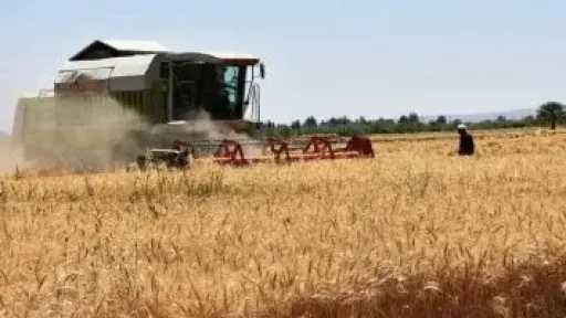 سوان تستعد لموسم جنى سنابل الذهب.. بدء حصاد محصول القمح بمناطق توشكى