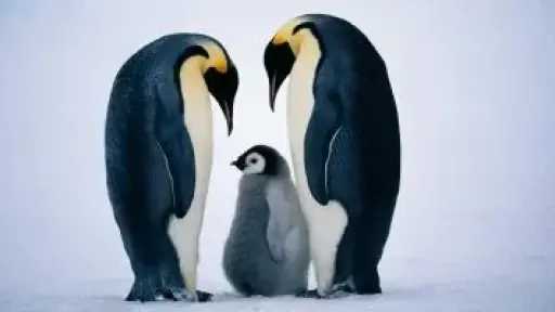 تصنيف «بطريق الإمبراطور» ضمن الأنواع المهددة بالانقراض