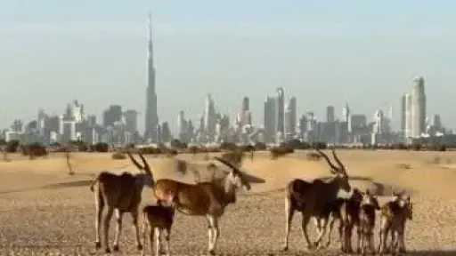 قانون البيئة يغلّظ عقوبات صيد والإتجار بالحيوانات البرية لحماية التنوع البيولوجى