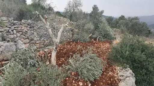 مستوطنون يهاجمون قريتي ”بيت امرين” و”اللبن” فى نابلس