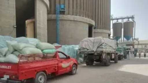 محافظ أسيوط: توريد 7191 طن قمح وتيسيرات شاملة لدعم المزارعين خلال 2026