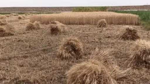 بشائر حصاد محصول القمح فى أسوان