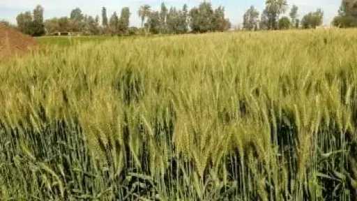 أسعار القمح تقفز لأعلى مستوياتها منذ عام 2024 بسبب مخاوف الجفاف والتضخم