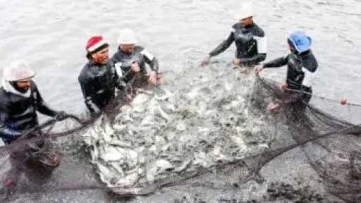 إدراج مصر ضمن الدول المصرح لها بتصدير منتجات الاستزراع السمكي إلى أوروبا