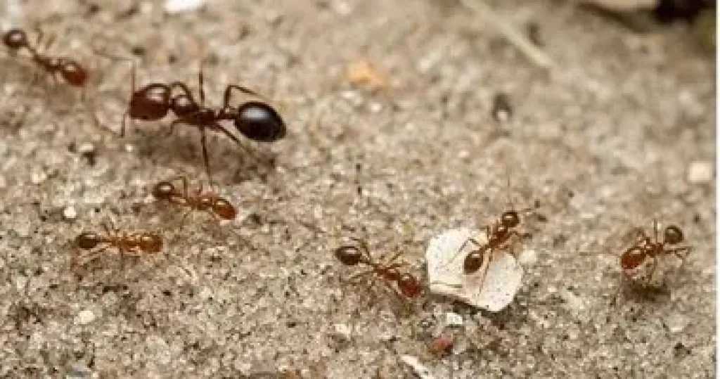 5 حلول طبيعية لطرد النمل من البيت.. من زيت الليمون للفلفل الأسود
