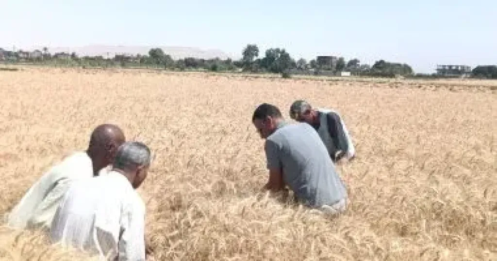 الزراعة