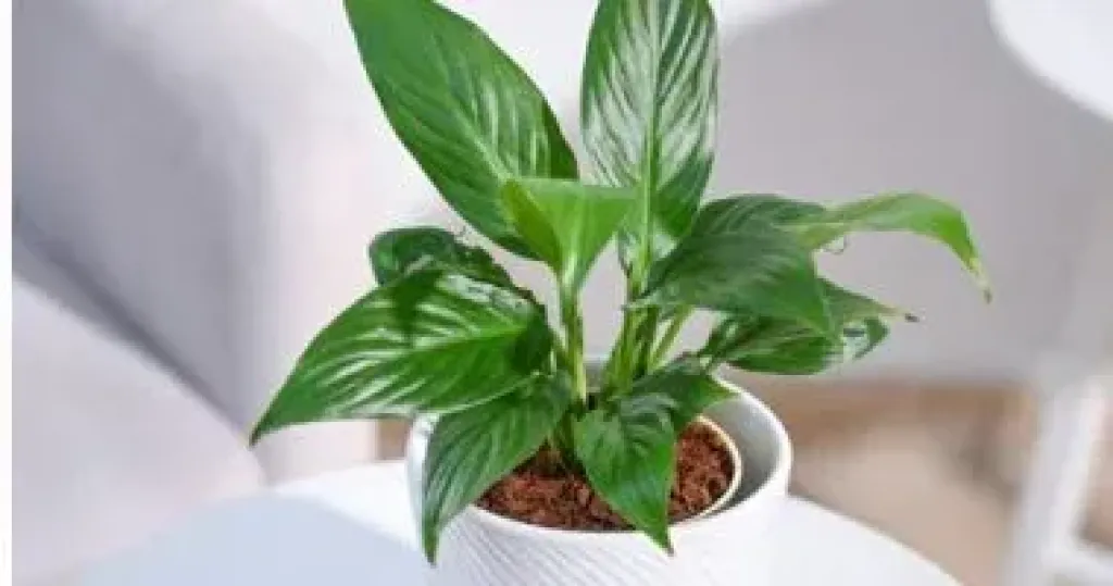 6 نباتات منزلية يوصى بها 