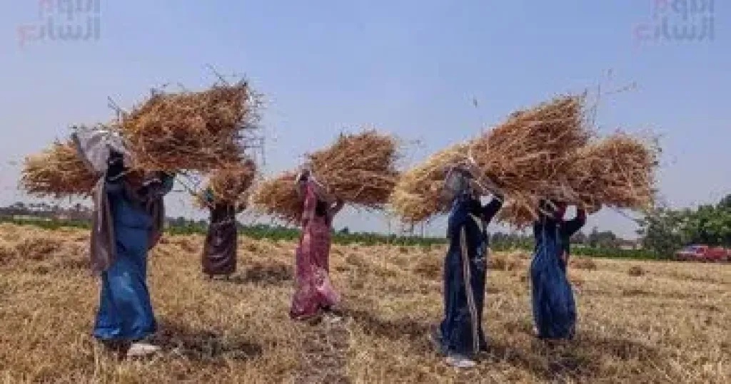 الزراعة