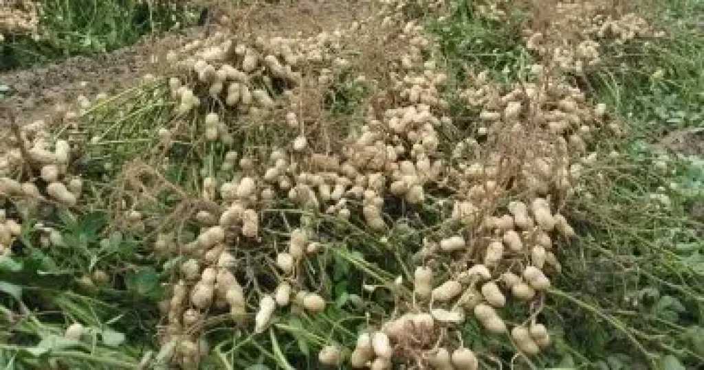 24 ألف فدان إجمالى المستهدف زراعته من الفول السودانى بالشرقية