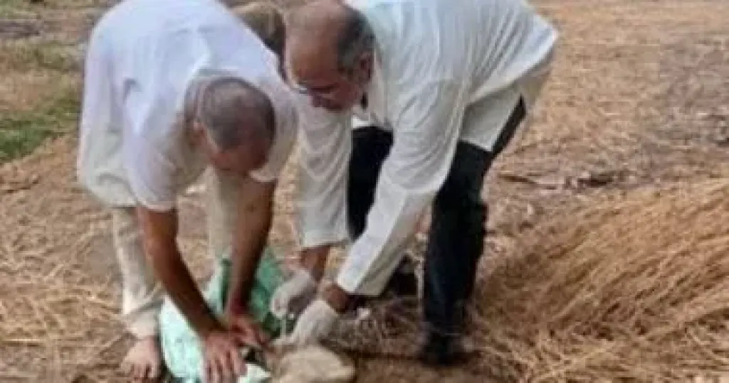 حملة ميدانية لتحصين 47 كلبا ضد مرض السعار 
