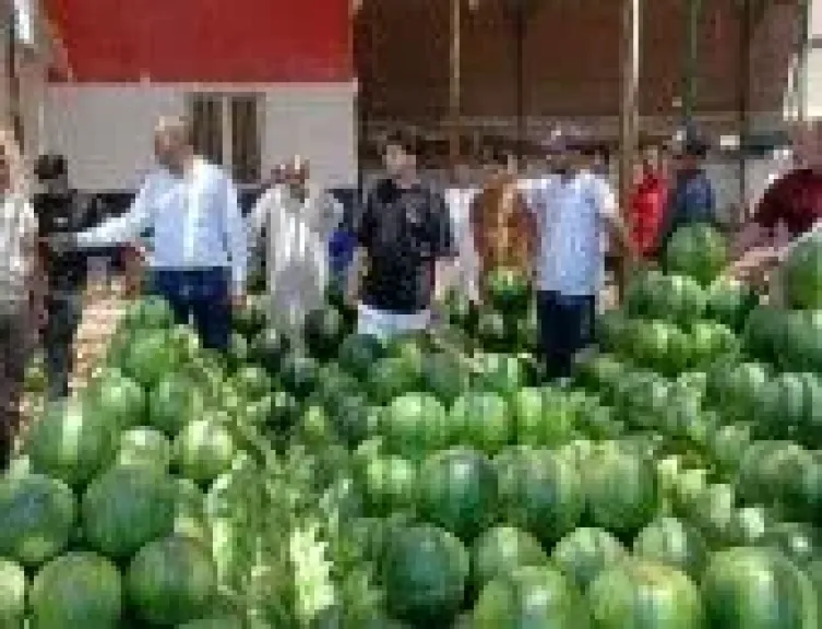 أكبر مزاد بيع بطيخ بالإسكندرية.