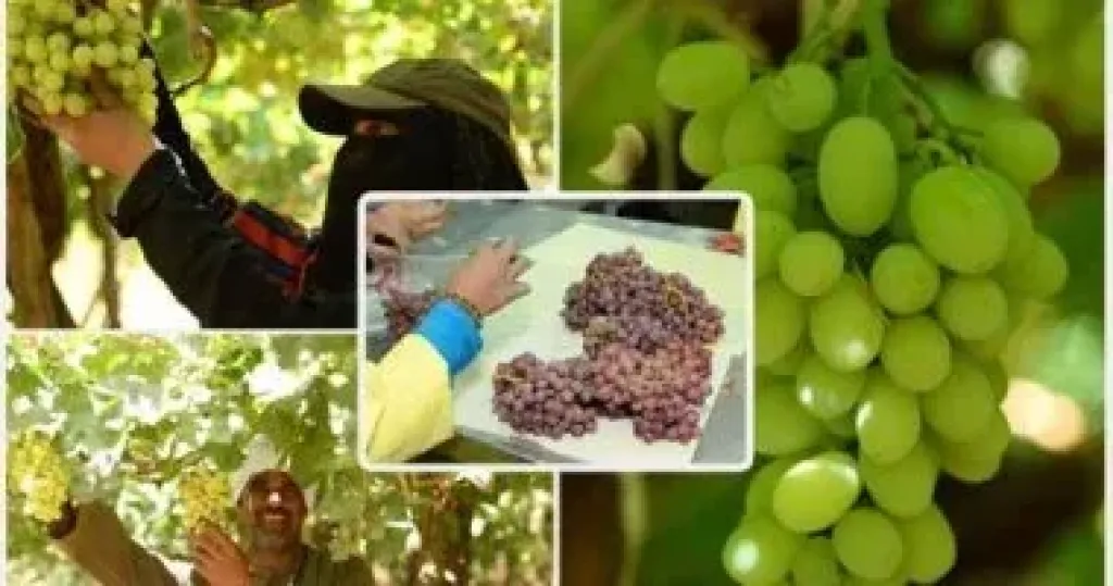 وزير الزراعة: 