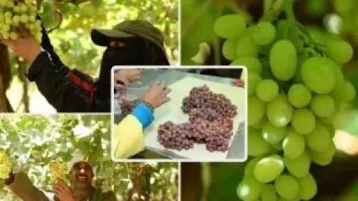 وزير الزراعة: قفزة تاريخية فى الصادرات الزراعية المصرية بزيادة تجاوزت 300%
