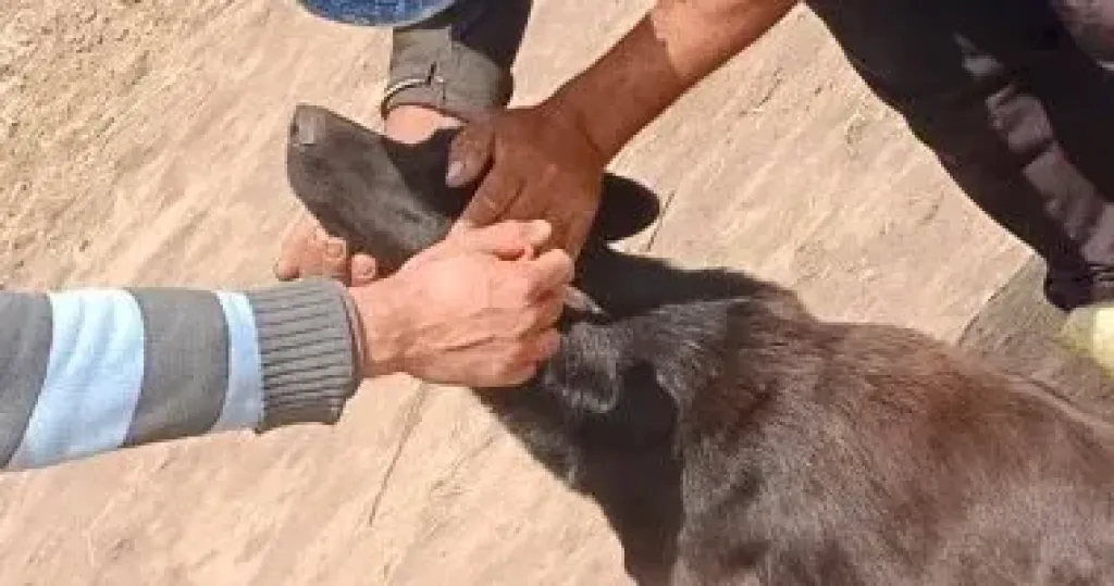 محافظة قنا