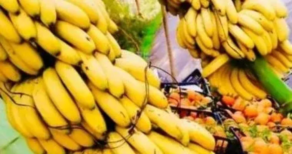 كوكايين فى الموز