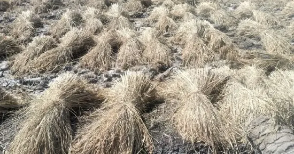 «سنابل الخير» 