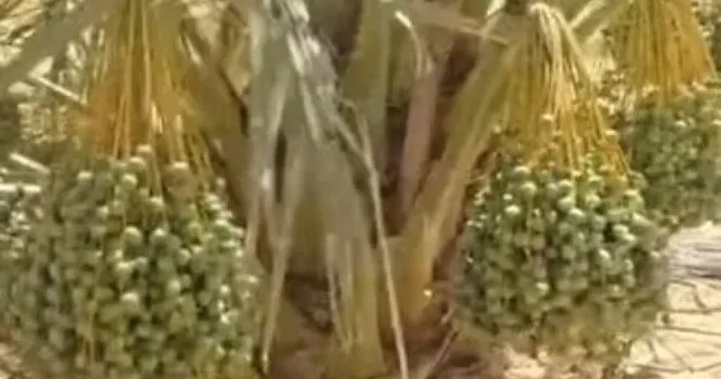 النخيل يغير خريطة الزراعة 